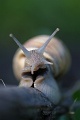 Winniczek - Burgundy snail - Helix pomatia